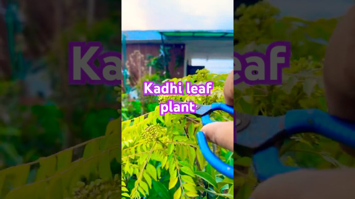 Curry peaf plant #garden #thegreenparadise2024 #trending #planting #trendingshorts #farming #follow Curry peaf plant #garden #thegreenparadise2024 #trending #planting #trendingshorts #farming #follow