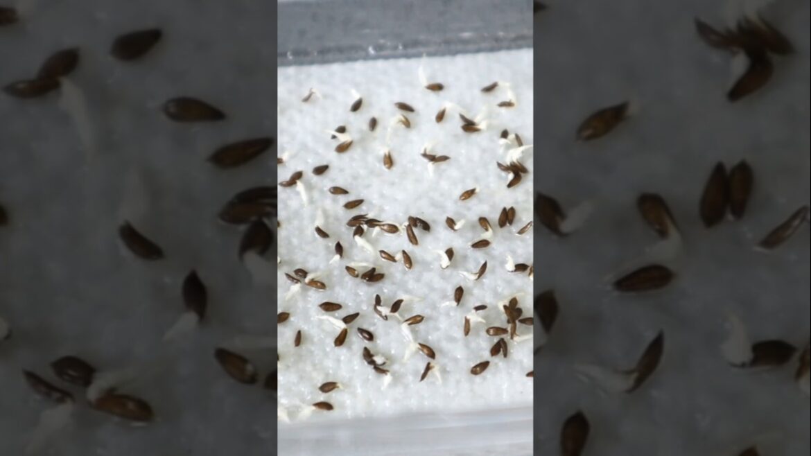 Container garden- Lettuce seedling care tip #lettuce #seedling_project #gardening #v87garden