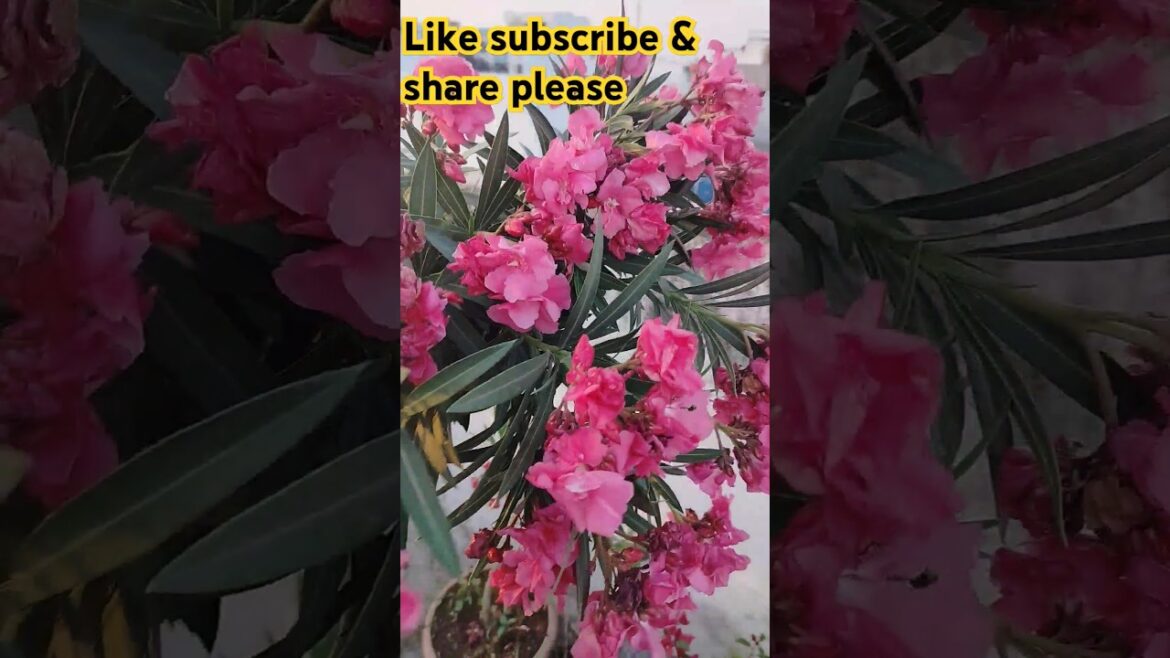 Beautiful plants #youtubeshorts #trees #gardening #shorts #flowersgarden