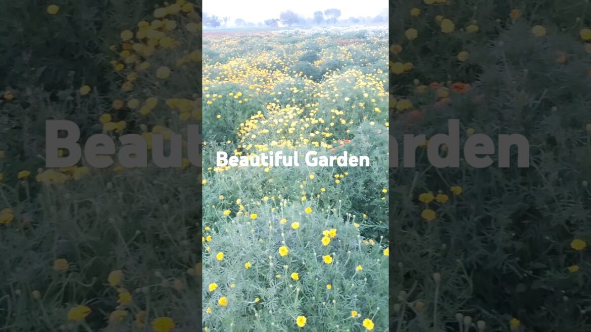 flowers Garden #vairalvideo #youtubeshorts #naturalwonders flowers Garden #vairalvideo #youtubeshorts #naturalwonders