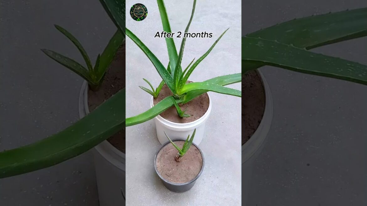 How to Propagate Aloe Vera Plant #shorts #garden #tips How to Propagate Aloe Vera Plant #shorts #garden #tips