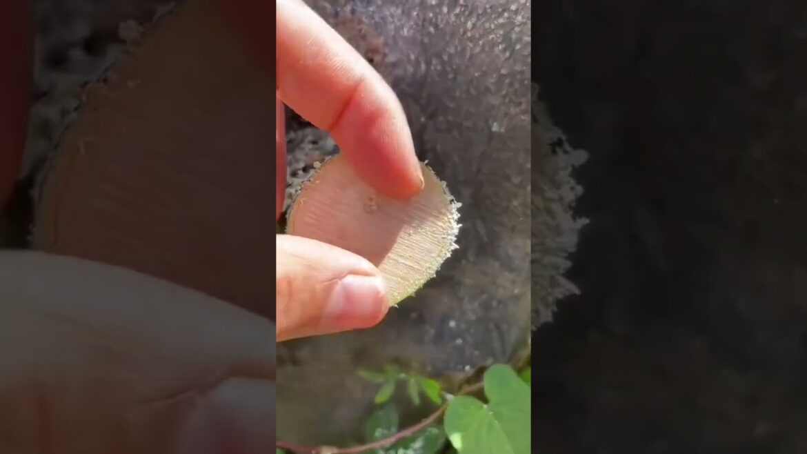 Super Japanese mini hand-saw