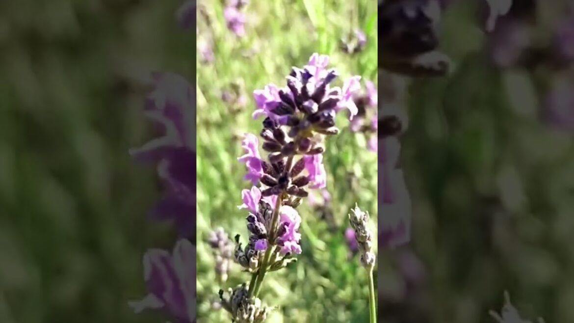 Lavender plant and | lavender flower care #youtube #shorts #lavender #viralshorts #flowers #garden Lavender plant and | lavender flower care #youtube #shorts #lavender #viralshorts #flowers #garden