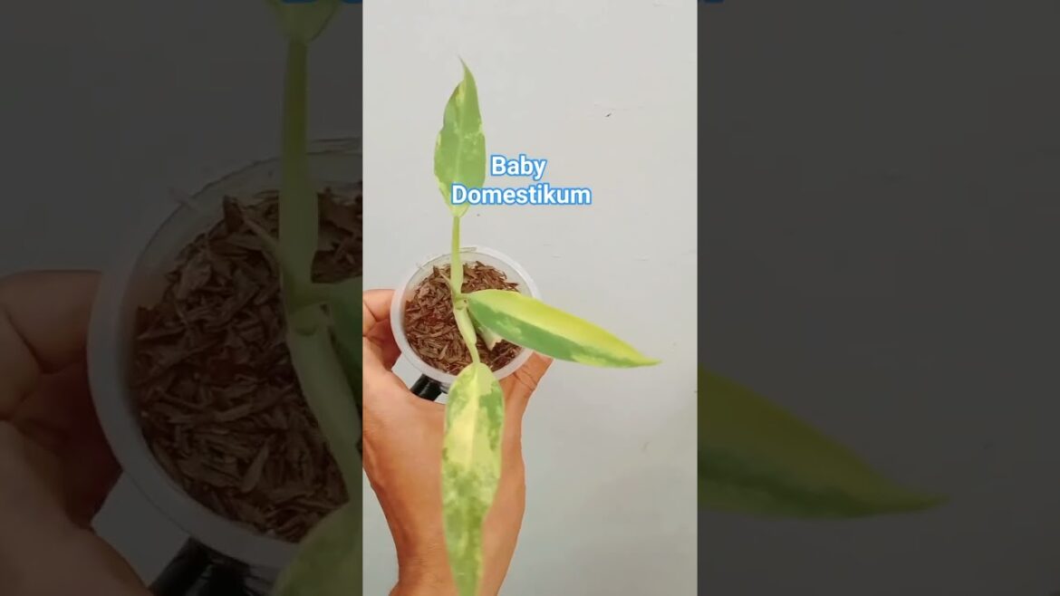 My Baby Philodendron Domesticum Variegated #shorts #plants #gardening #garden #nature