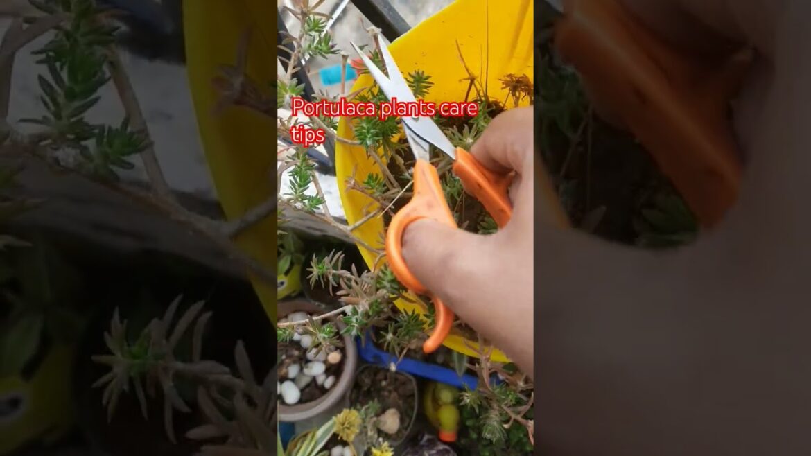 Portulaca care  tips #portulaca #shorts #gardeningtips #homegardeningidea #Raginisingh416 #trending