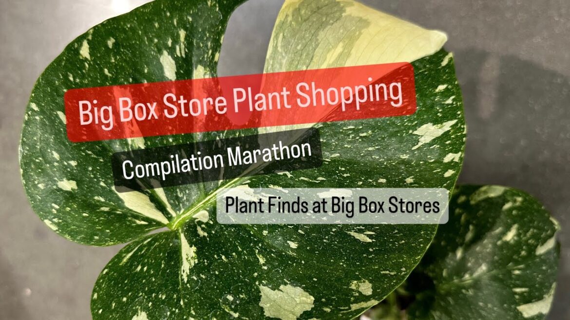 Big Box Store Plant Shopping Marathon Plant Shopping at Home Depot  Multiple Stores for Houseplants