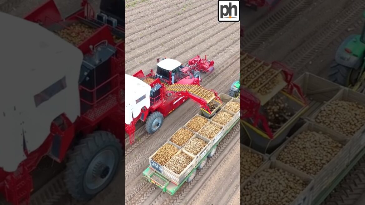 Harvesting potatoes with grimme varetron harvestors in fields at thoreby forming
