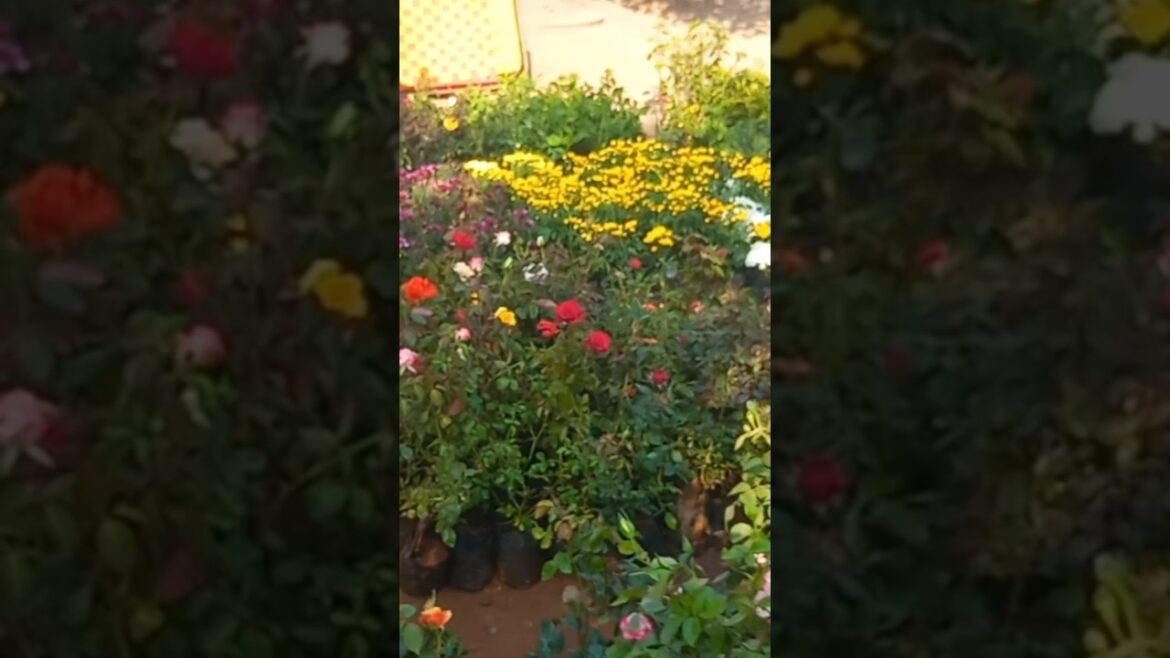 #ytshorts #home garden design ideas #keralahome garden designhome garden decoration ideashome garden #ytshorts #home garden design ideas #keralahome garden designhome garden decoration ideashome garden