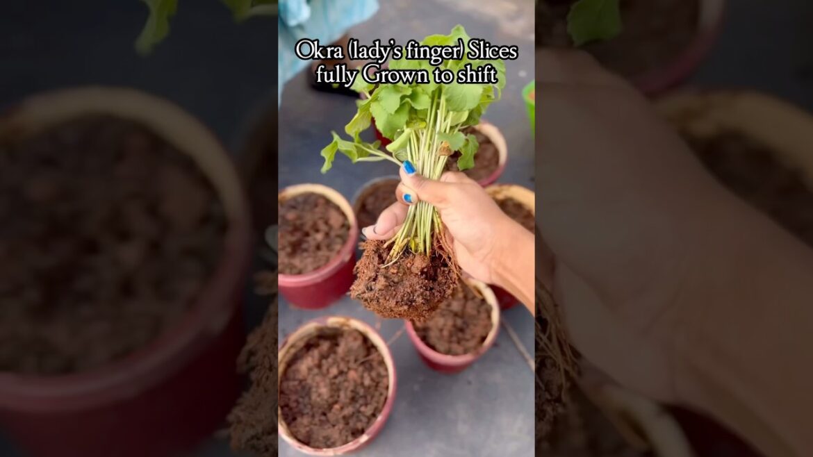 From slices to fully grown okra plants  #బెండకాయ