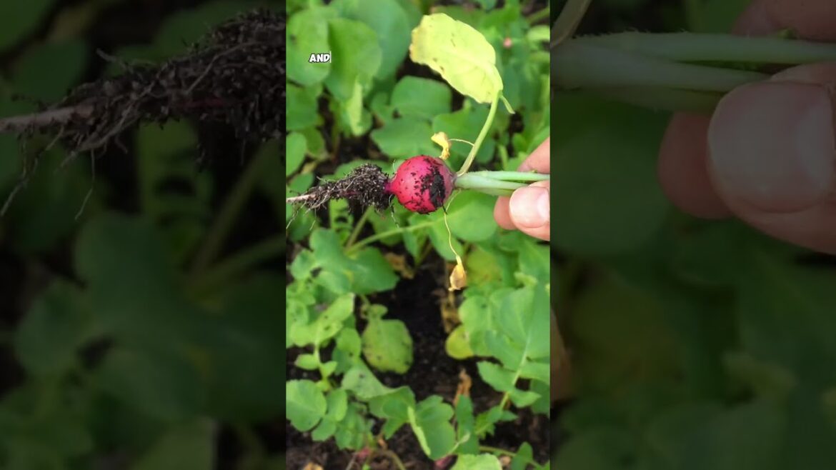 Growing Pink Lady Slipper Radish: From Sowing to Harvesting in Your Garden!