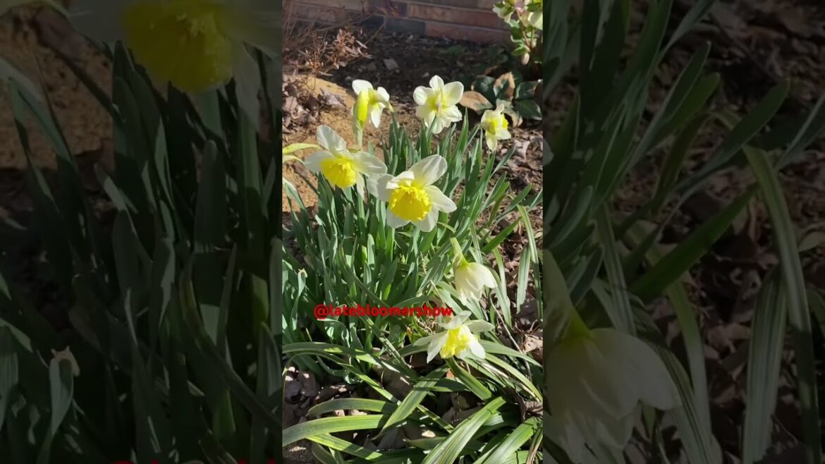 Corinthian bells and flowers announce the coming of spring! #homestead #gardenscapes