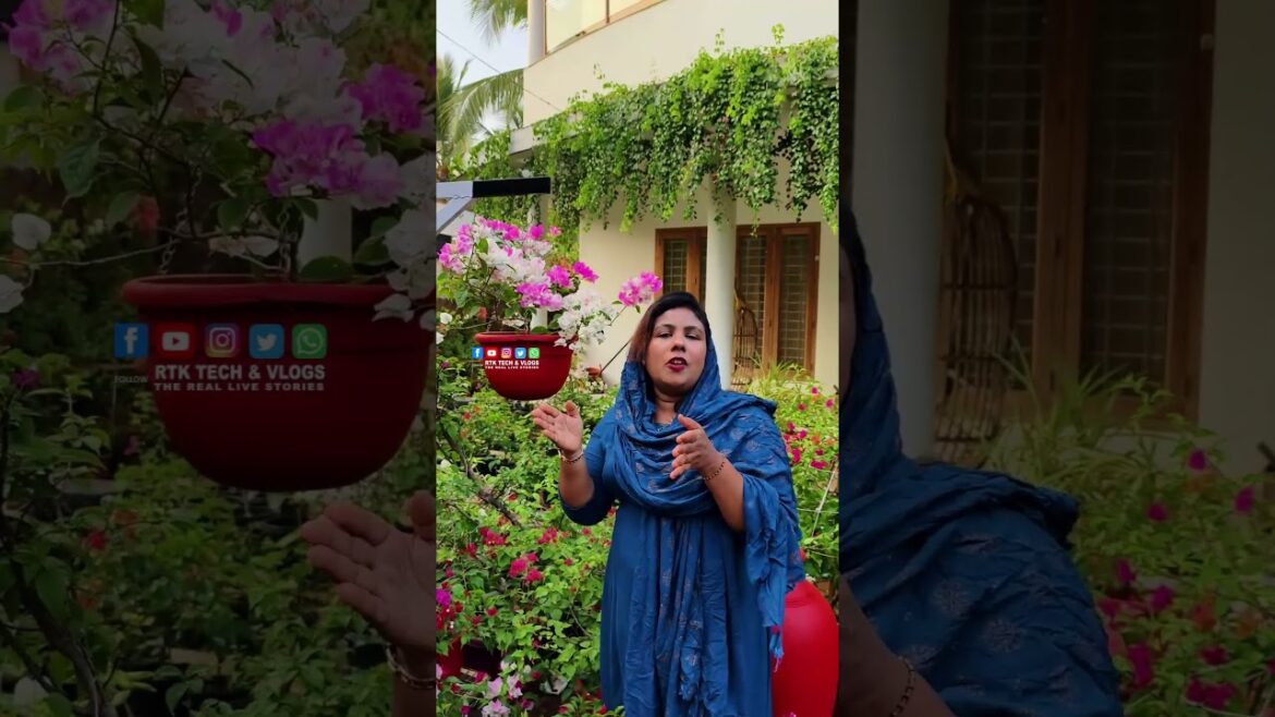 Miss World Bougainvillea | 100+ variety bougainvillea | Rasnaz yummy kitchen