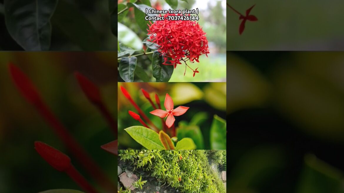 Chinese ixora plant available 🤯🌱 #supply all india 🇮🇳 //#plants #chinese #gardening #nursery #shorts