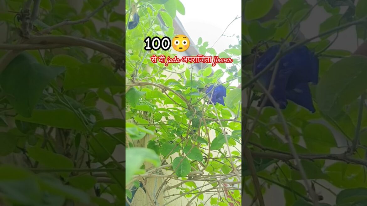 100 s v jada aprajita flower #flowers #shorts #trendingshorts #gardening