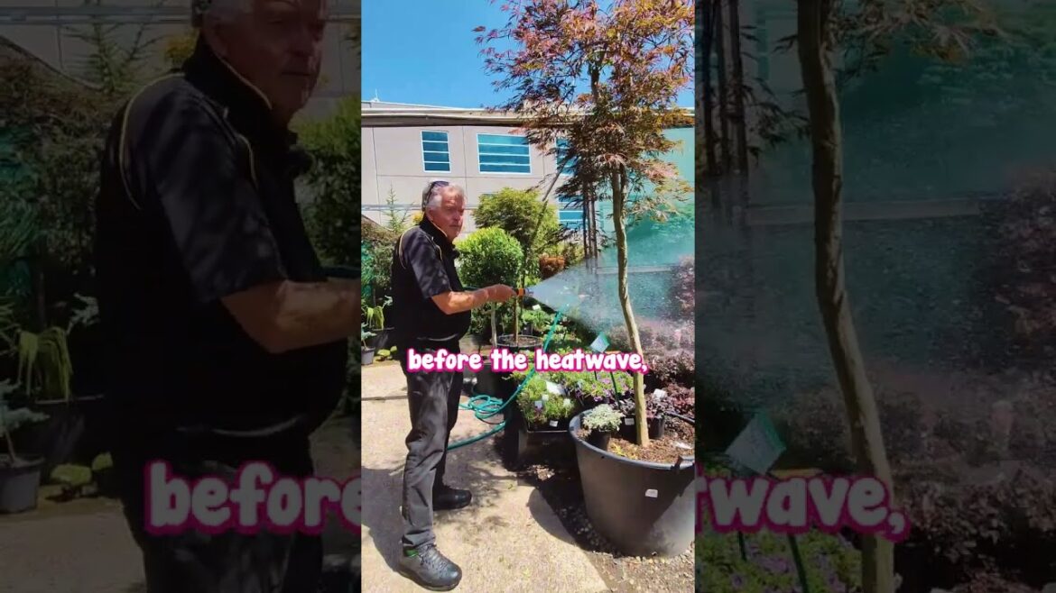 π₯πΏ Get Your Garden Ready for the Heatwave! π₯ π₯πΏ Get Your Garden Ready for the Heatwave! π₯