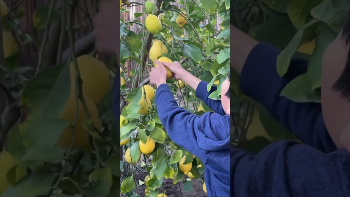 Picking lemons in the backyard garden π± π  #shorts #lemon #gardening #gardenideas #satisfying Picking lemons in the backyard garden π± π  #shorts #lemon #gardening #gardenideas #satisfying