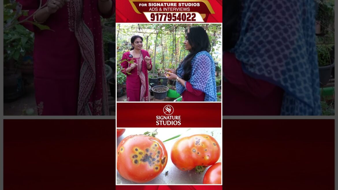 @MADGARDENER Mad Gardener Madhavi Special Interview | Signature Studios