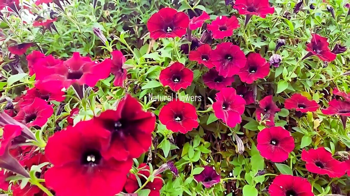 beautiful autumn flowers collection video with relaxing piano music beautiful autumn flowers collection video with relaxing piano music