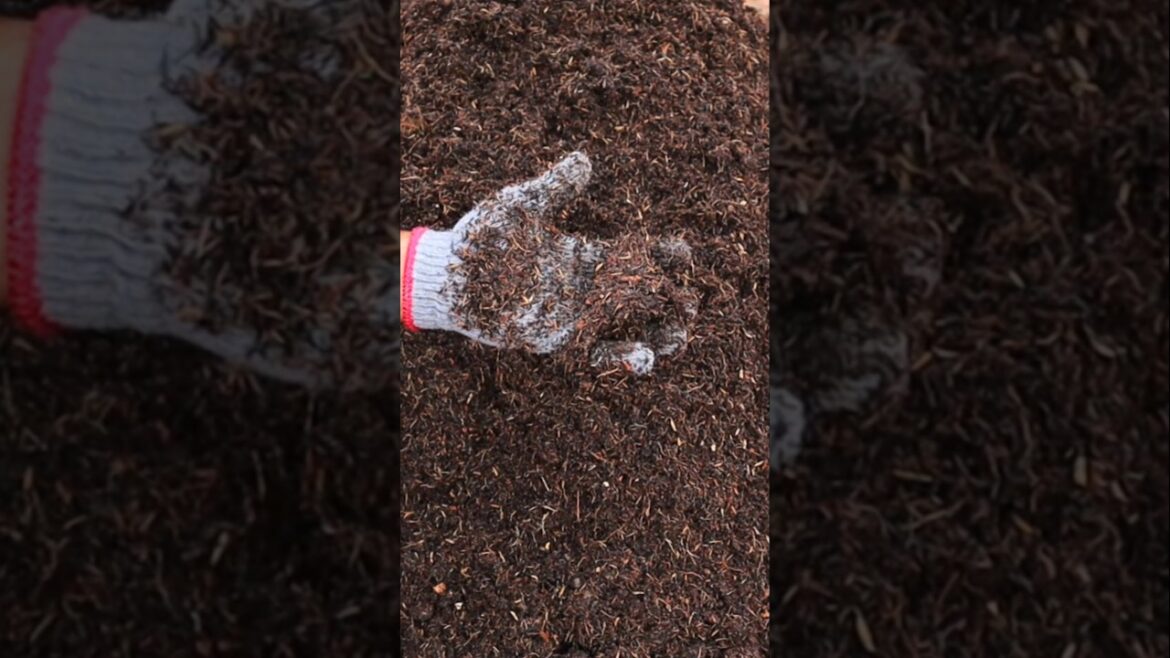 Best soil mix for container garden #gardening #v87garden #soil #shorts