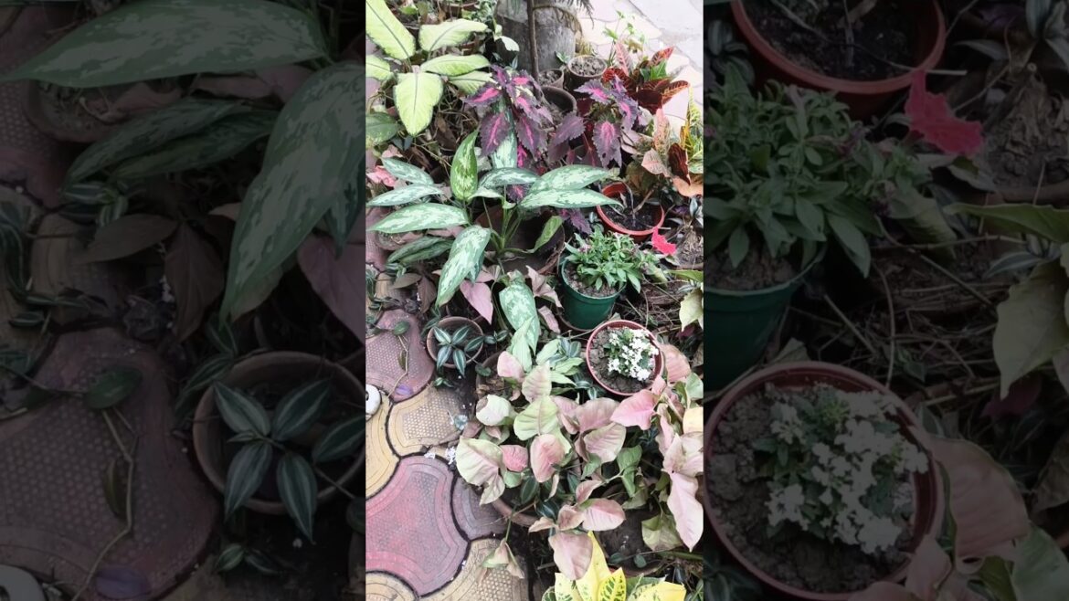 बड़े घर के पौधे संस्कारी होते हैं 😂😂 #gardening #plants #homegardening बड़े घर के पौधे संस्कारी होते हैं 😂😂 #gardening #plants #homegardening