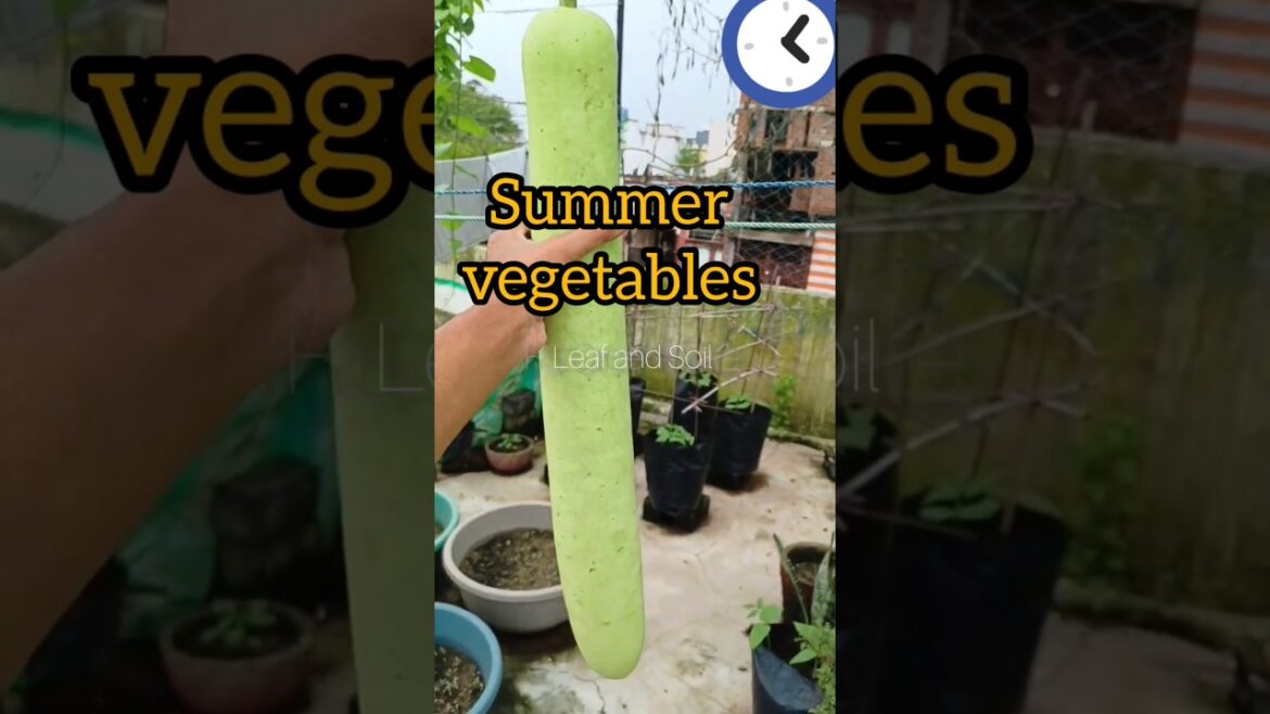 Abundance from summer vegetable garden #shorts #gardening #vegetables #harvest #trendingshorts #yt Abundance from summer vegetable garden #shorts #gardening #vegetables #harvest #trendingshorts #yt