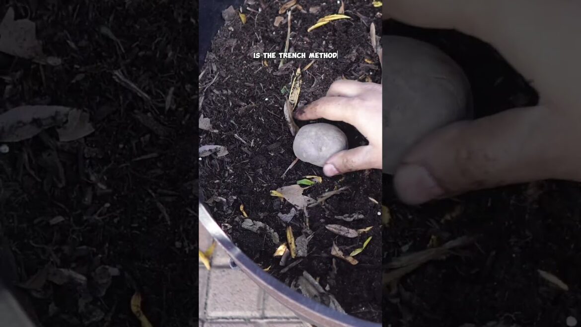 California Gardening: Growing Yukon Gold Potatoes: From Sowing to Harvest – Complete Gardening Guide! Growing Yukon Gold Potatoes: From Sowing to Harvest – Complete Gardening Guide!