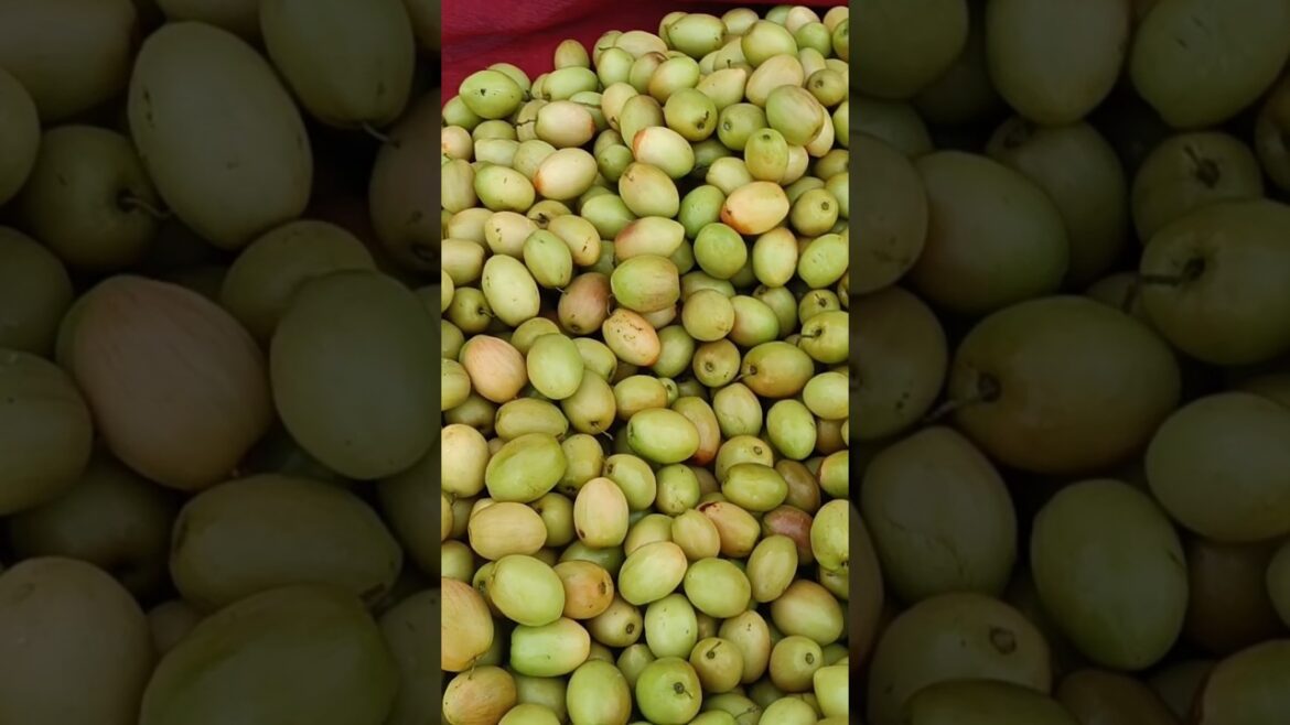 apple ber 🍏 gardening #fruit #farming #gardening #shorts