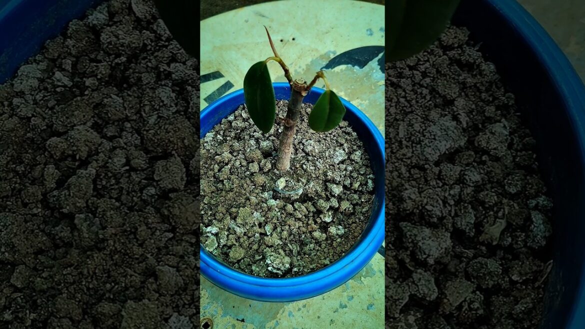 How To Care Rubber Plant | Tips For Rubber Plant Care | Rubber Plant #shortvideo #garden #shorts How To Care Rubber Plant | Tips For Rubber Plant Care | Rubber Plant #shortvideo #garden #shorts