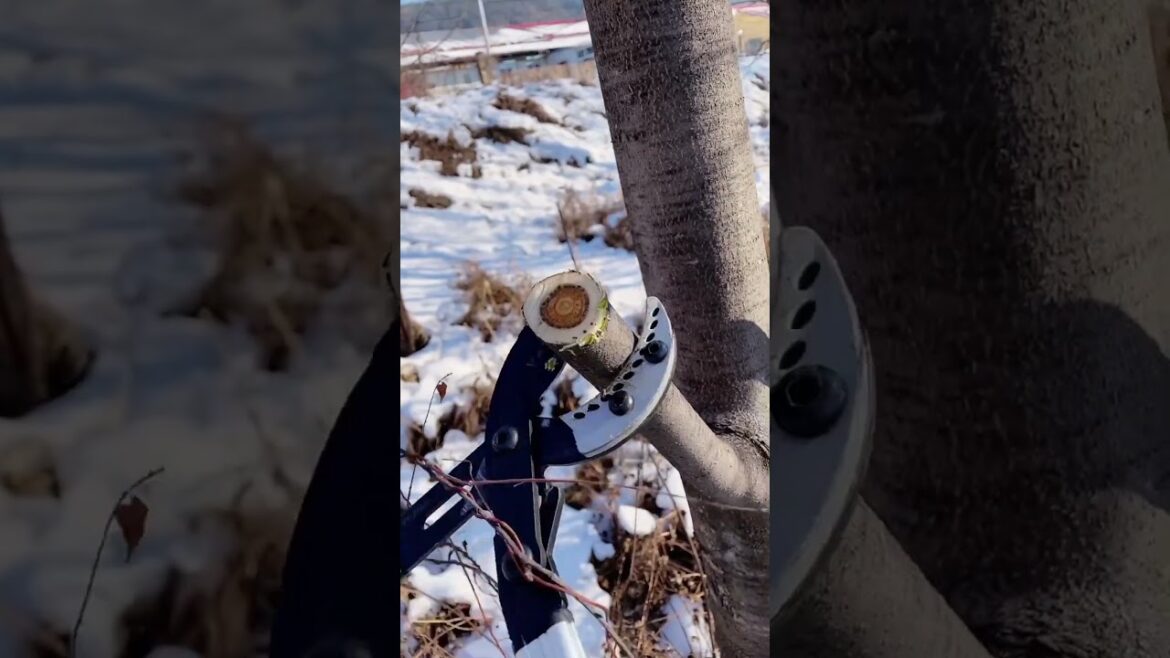 handsaw fruit tree pruning branch pruning gardentools