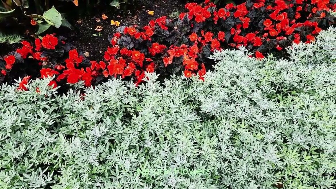 secret garden tour most beautiful flowers revealed #garden #gardening #gardenplants #gardenflowers secret garden tour most beautiful flowers revealed #garden #gardening #gardenplants #gardenflowers