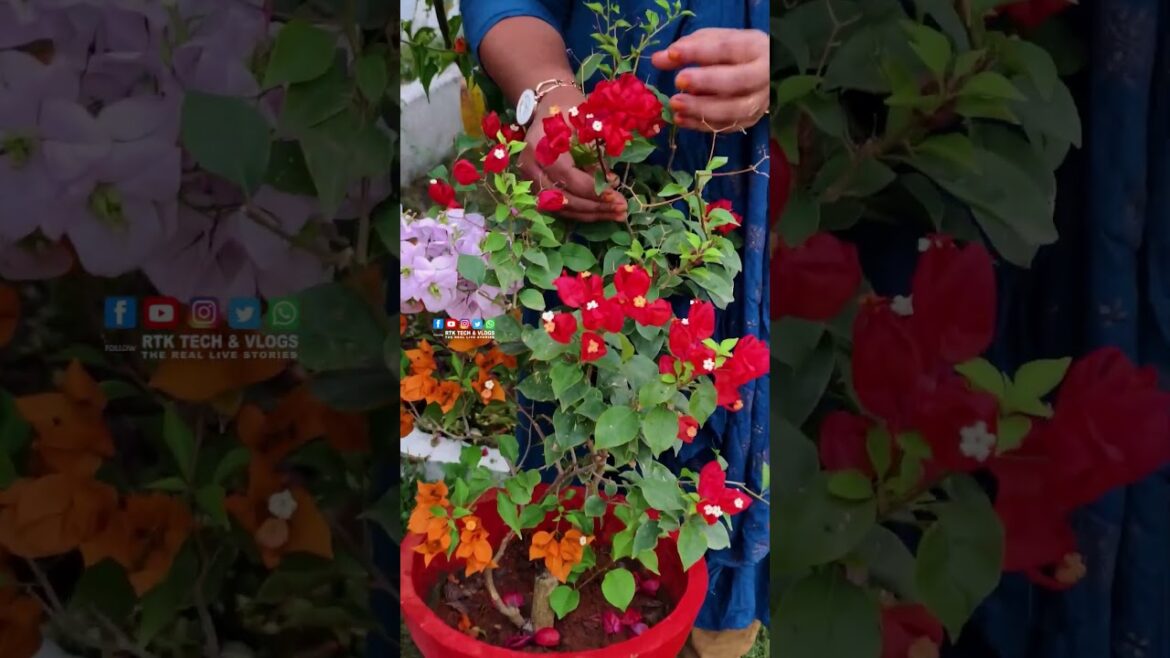 Tanglong Red Bougainvillea | Rasnaz yummy kitchen Tanglong Red Bougainvillea | Rasnaz yummy kitchen
