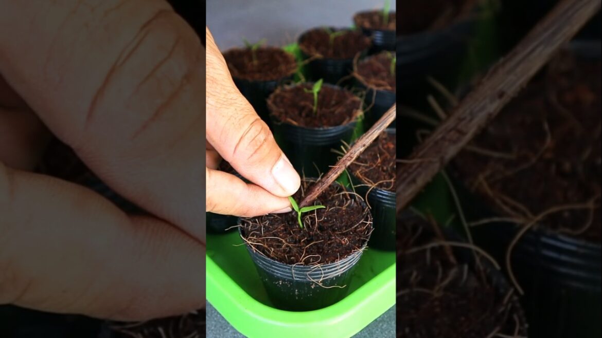 Container garden- Bell Pepper Seedling Tips #chili #seedling_project #gardening #v87garden #shorts