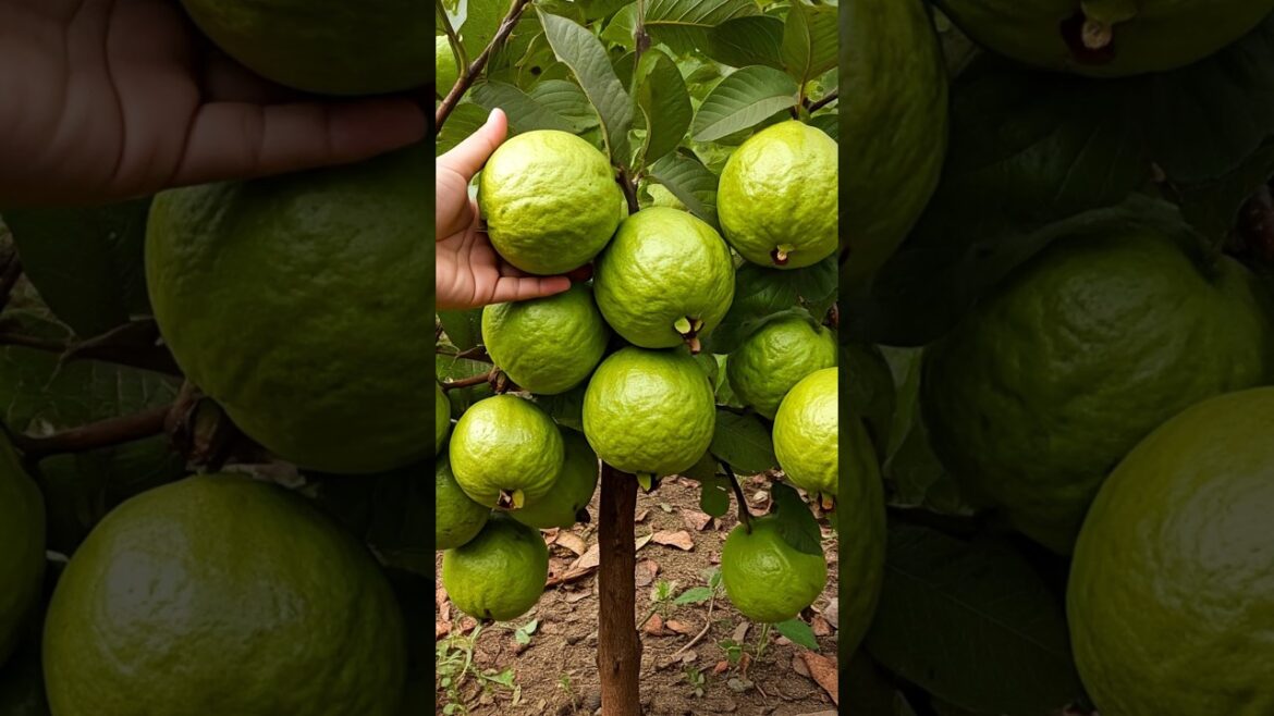 In Just 7 Days Become A Guava Tree EXPERT