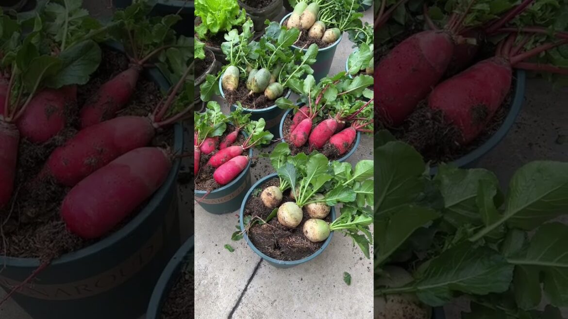 Everyone loves growing vegetables and flowers, right? 🌿🌸😊 #garden #vegetables #homegrowngardens