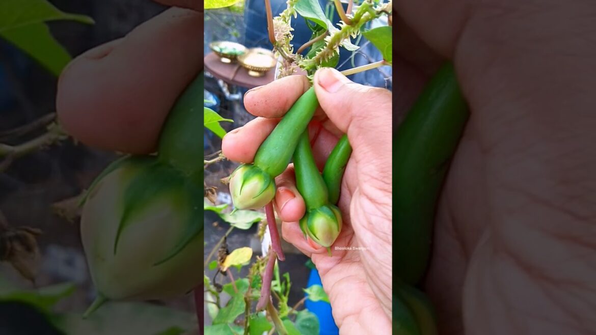 లవంగం చిక్కుడు Clove beans harvesting in terrace garden #gardening #vegetables #harvest #gardenideas
