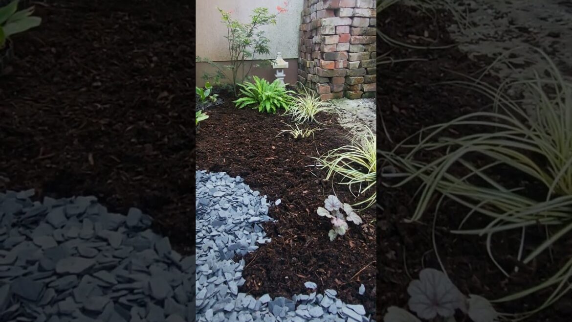 My small Japanese garden #japanesegarden #japanesemaple