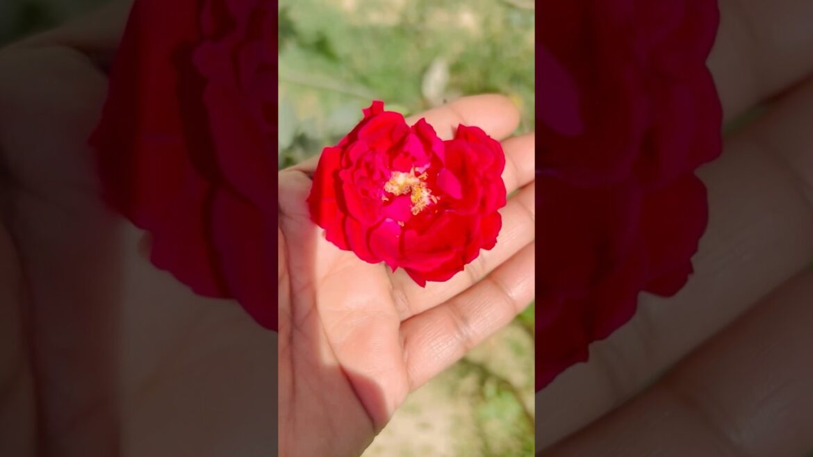 Rose🌹#nature #status #garden#garden design#gardenideas#wonderfulnature