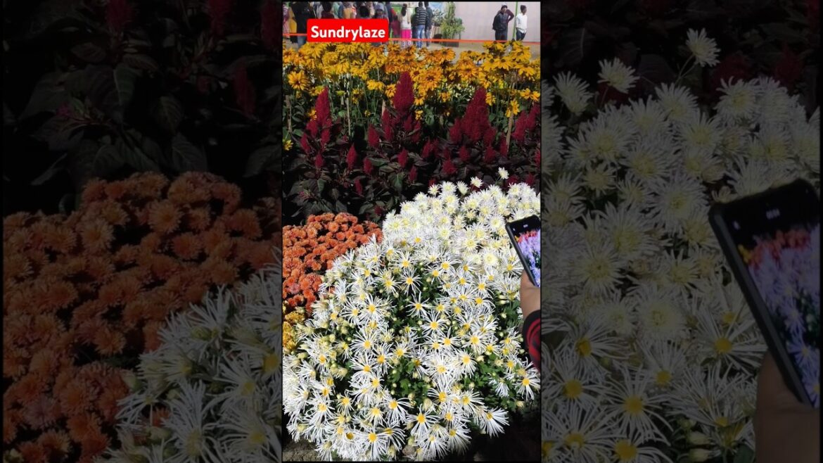 Flowers #flowerrangoli #flower #flowergarden #flowershow #garden #gardening #trend#sundrylaze#shorts