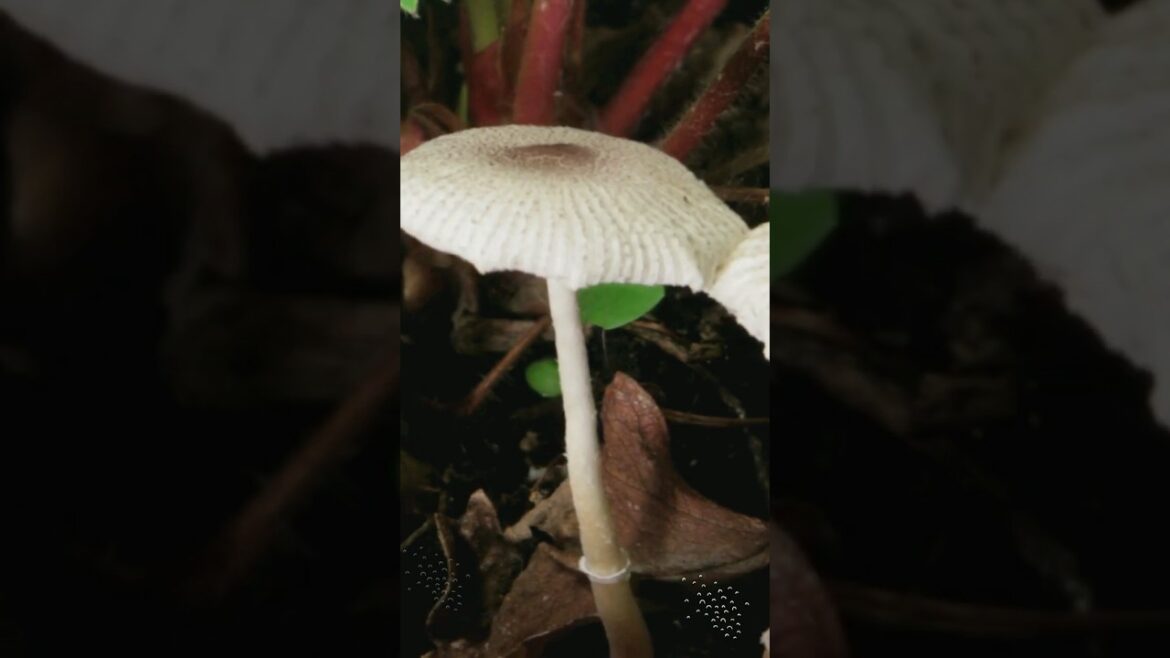 How To Grow Portobello Mushrooms From Store Bought