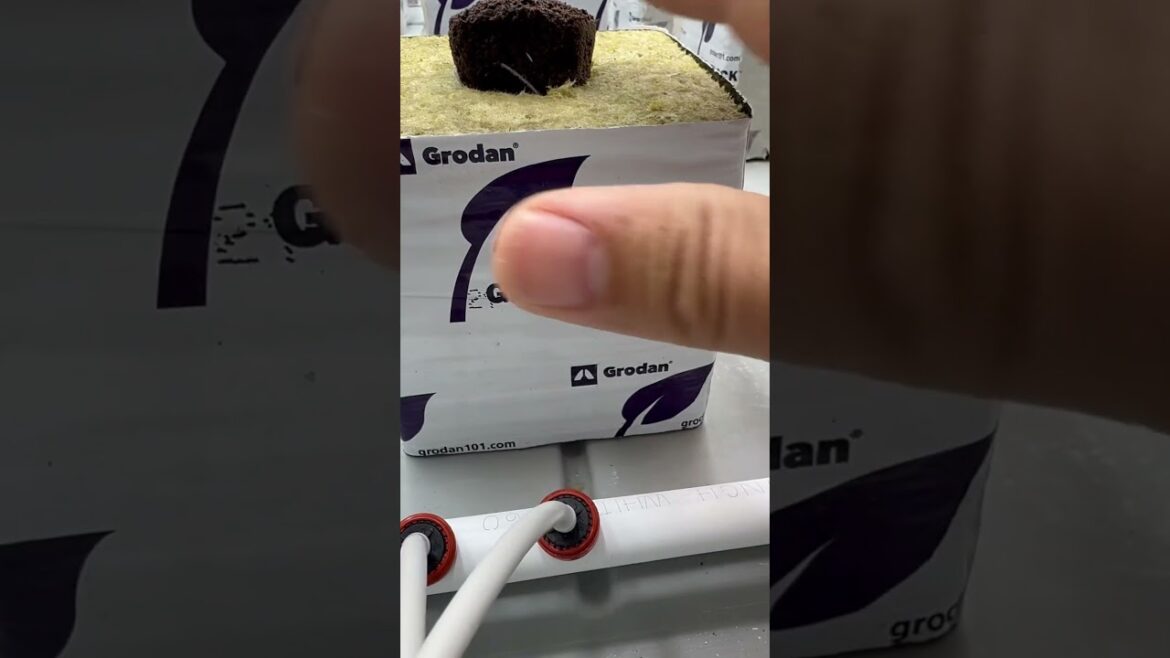 Hydroponics #farms#budzzdrip710_ #420 #hydroponics #cristianoronaldo #cuts #grow