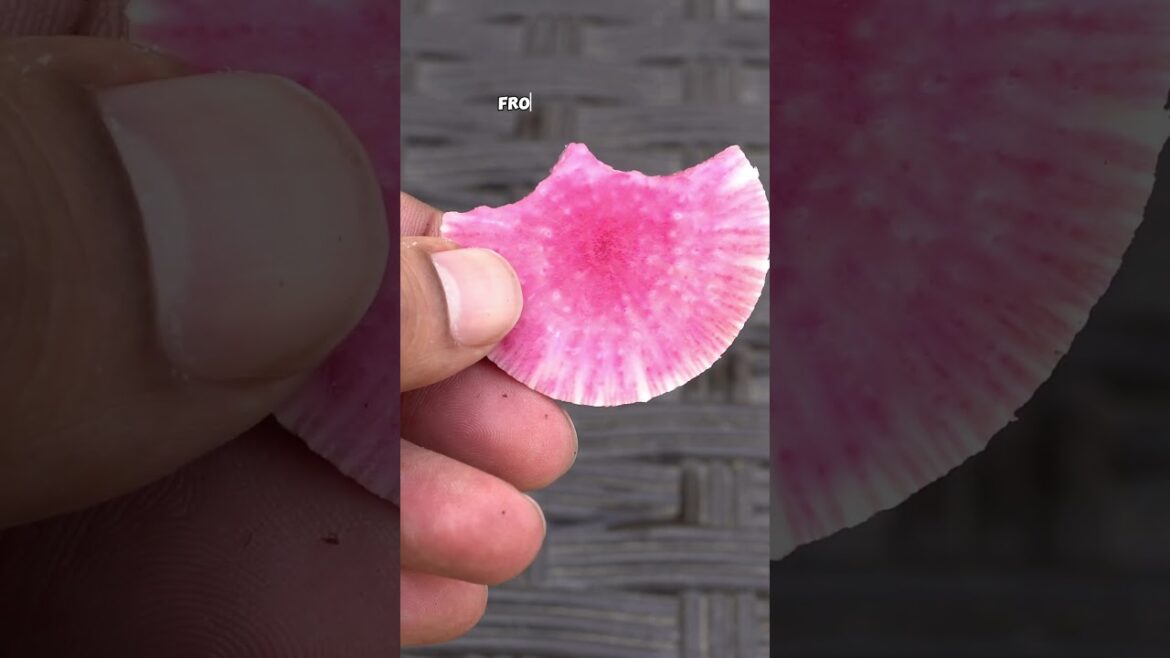 California Gardening: Why I Love Watermelon Radish: From Seed to Table Journey Why I Love Watermelon Radish: From Seed to Table Journey