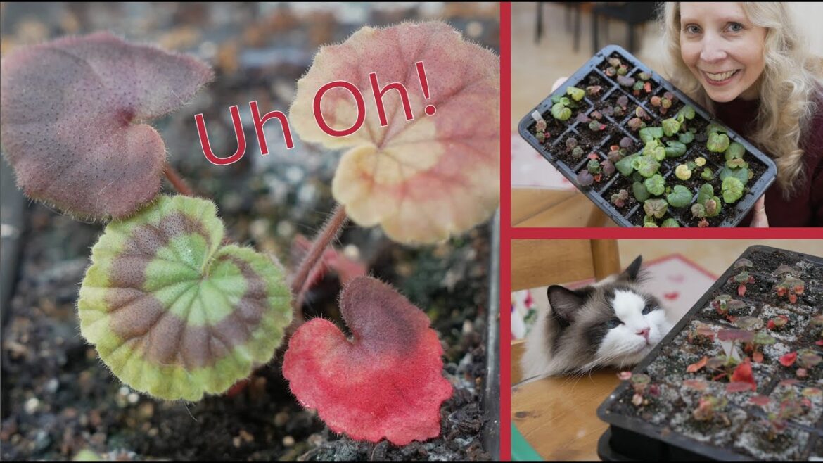 Geranium leaves turning red? It is not a good sign!