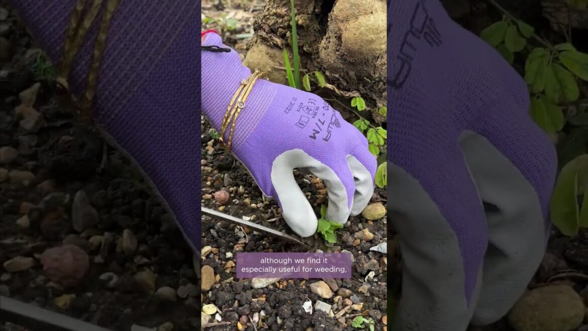 Five favourite things we use in the garden