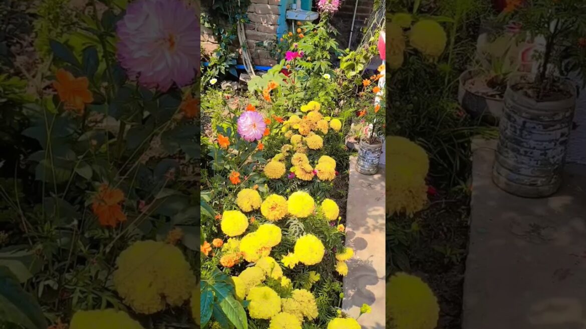 Terrace garden ideas for home #vegetables #gardening #garden #organic #farming🥰