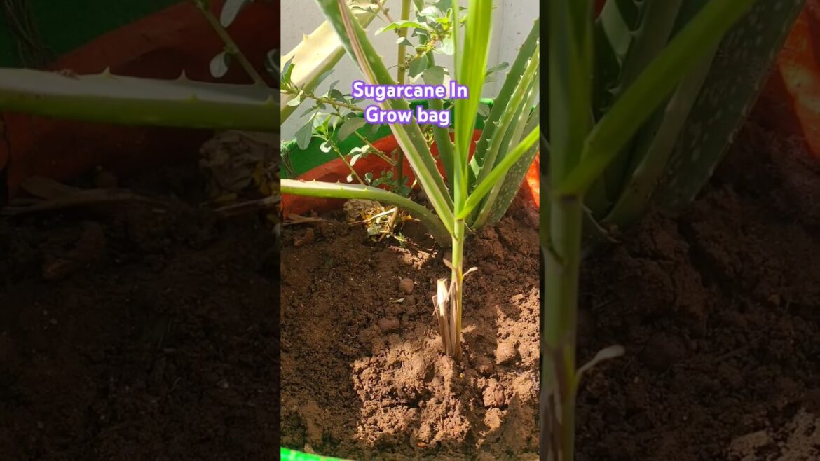 How to Grow Sugarcane in Grow bag? Ans is here 👆#shorts #sugarcane