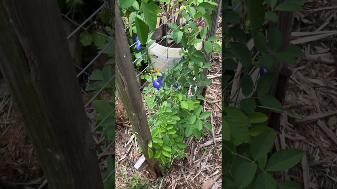 My wife is right again #shorts #garden #gardening #backyardgarden #gardener #trellis #flowers #bees My wife is right again #shorts #garden #gardening #backyardgarden #gardener #trellis #flowers #bees
