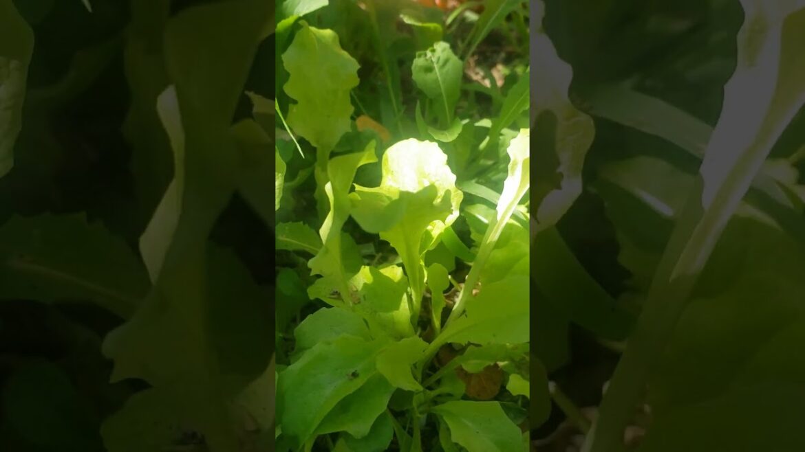 The Surprising Joy of Gardening & Bolting My Marigolds and Celery Flower 🌺 The Surprising Joy of Gardening & Bolting My Marigolds and Celery Flower 🌺