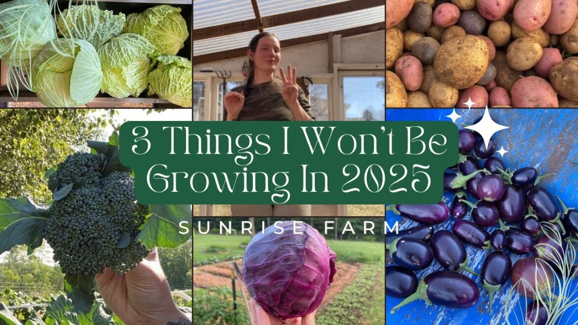 3 Vegetables I Won’t Grow in My Garden This Year & Why (Plus A Bonus One You Should Know About) 3 Vegetables I Won't Grow in My Garden This Year & Why (Plus A Bonus One You Should Know About)