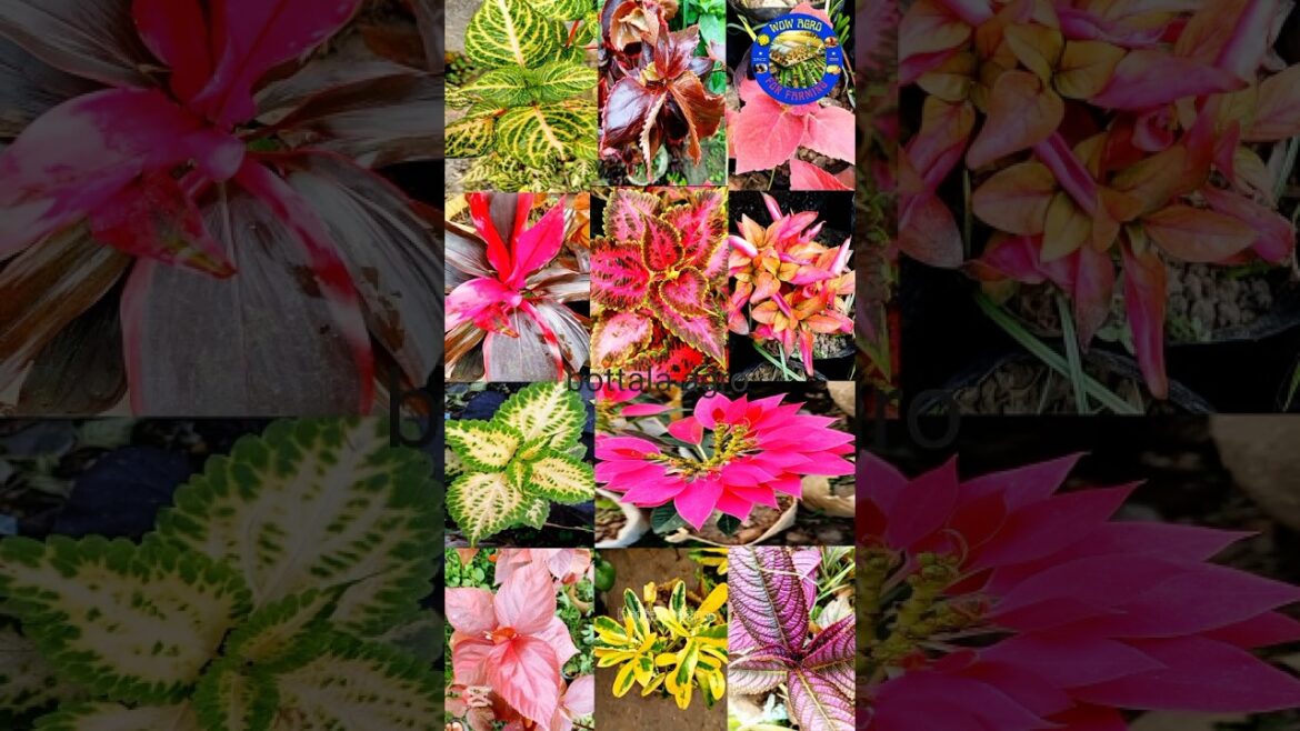 coleus collection#plantslover #amazing #shortsfeed #coleus  #beautiful#gardening#shorts