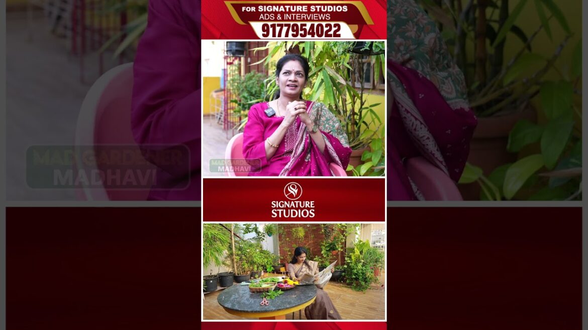 అలా కోసుకొని ఇలా వండుకోవడమే |@MADGARDENER Mad Gardener Madhavi Special Interview | Signature Studios అలా కోసుకొని ఇలా వండుకోవడమే |@MADGARDENER Mad Gardener Madhavi Special Interview | Signature Studios